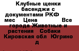 Клубные щенки басенджи с документами РКФ - 2,5 мес. › Цена ­ 20 000 - Все города Животные и растения » Собаки   . Кировская обл.,Югрино д.
